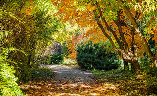 Le Calendrier Phyto: Octobre