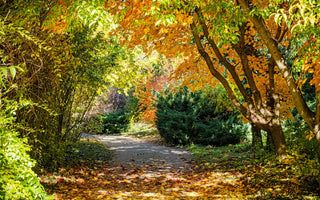 Le Calendrier Phyto: Octobre