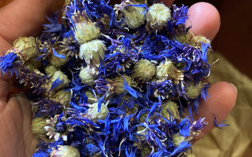 La qualité des plantes médicinales