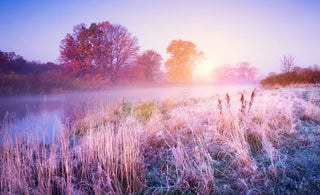 Le Calendrier-Phyto: Novembre