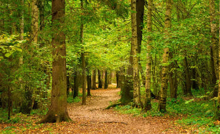 Le calendrier-phyto: Septembre