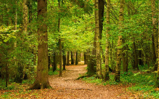 Le calendrier-phyto: Septembre
