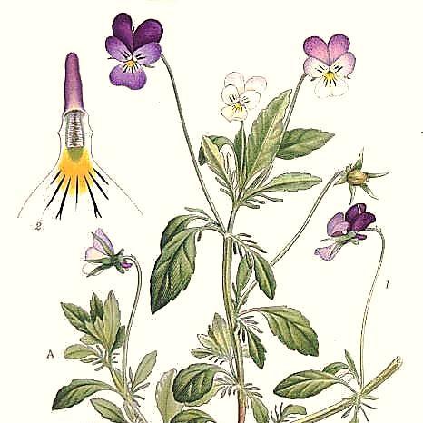 Pensée sauvage BIO (plante vrac)