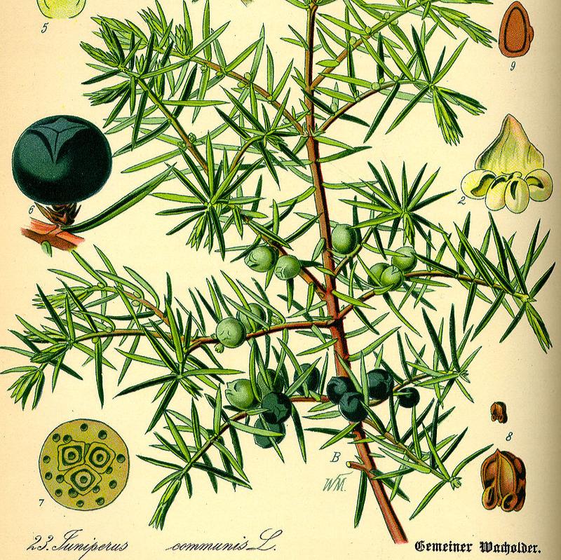 Genévrier BIO (plante vrac)