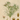 Cumin BIO (plante vrac)