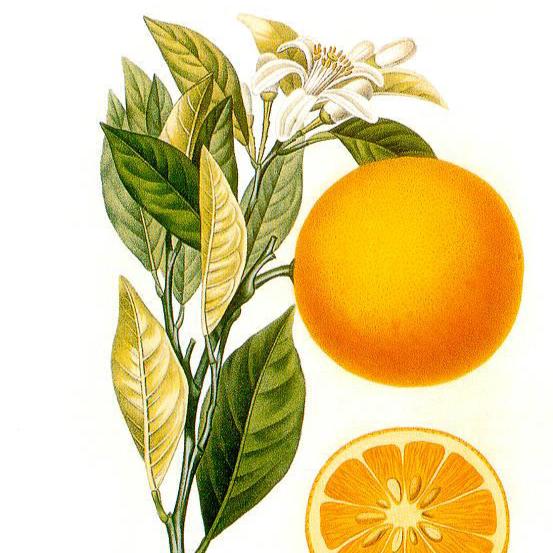 Orange douce BIO (plante vrac)